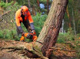 Best Commercial Tree Services  in Warner, OK