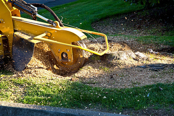 Best Hedge Trimming  in Warner, OK