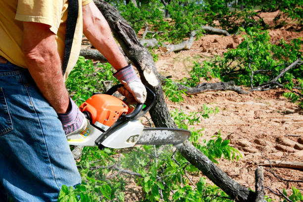 Best Weed Control  in Warner, OK